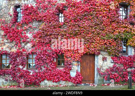 Vitigno selvatico autunnale di colore rosso (Parthenocissus tricuspidata) su una parete della casa Foto Stock