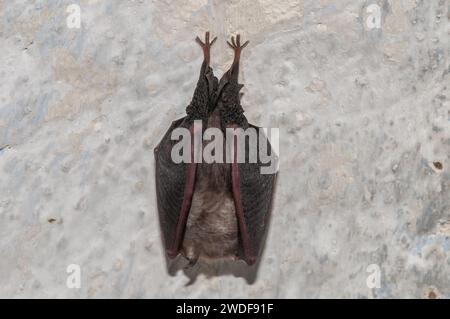 Pipistrello a ferro di cavallo minore, Rhinolophus hipposideros, appeso a testa in giù su un muro coperto di ali, Catalogna, Spagna Foto Stock