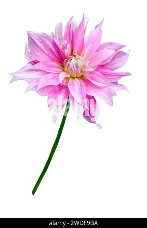 Fiore dahlia delicato rosa pallido isolato su sfondo bianco da vicino. Motivo floreale o festivo del biglietto d'auguri. Bellezza e perfezione di na Foto Stock