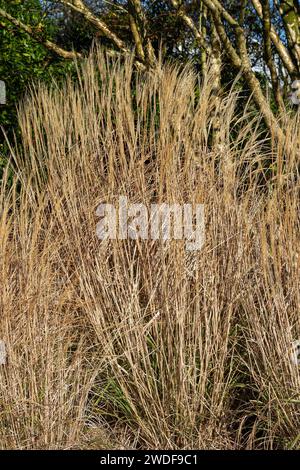 Miscanthus sinensis "Yakushima Dwarf" una pianta d'erba fiorita a fine estate con una spiga di fiori marrone rossa in estate comunemente nota come Chinese Silver GR Foto Stock