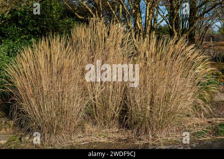 Miscanthus sinensis "Yakushima Dwarf" una pianta d'erba fiorita a fine estate con una spiga di fiori marrone rossa in estate comunemente nota come Chinese Silver GR Foto Stock