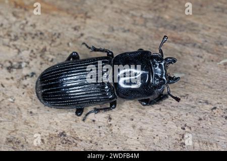 Scarabeo Lucanidae (scarabeo di Stag) del genere Figulus trovato sull'isola di Mauritius. Foto Stock