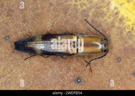 Coleottero Elateridae (scarabeo da clic) trovato sull'isola di Mauritius. Foto Stock