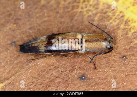 Coleottero Elateridae (scarabeo da clic) trovato sull'isola di Mauritius. Foto Stock