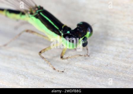 Una piccola libellula colorata catturata sull'isola di Mauritius. Foto Stock