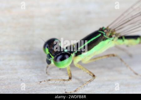 Una piccola libellula colorata catturata sull'isola di Mauritius. Foto Stock