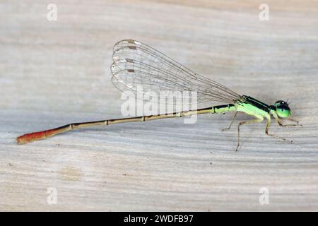 Una piccola libellula colorata catturata sull'isola di Mauritius. Foto Stock