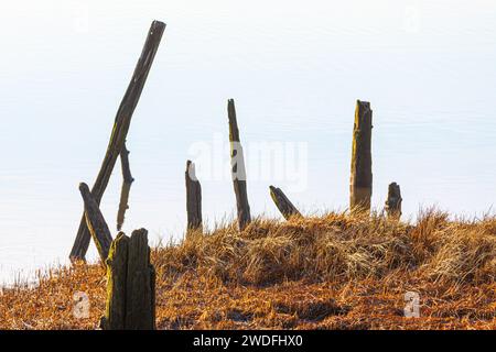 Immagine astratta di vecchie palificazioni in legno su uno sfondo d'acqua Foto Stock