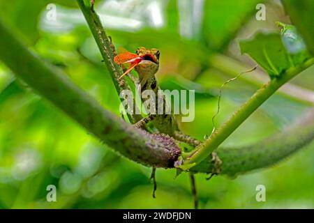 Un primo piano di una piccola lucertola che si nutre di un insetto catturato di recente nella Monteverde Cloud Forest in Costa Rica. Foto Stock