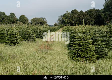 Coltivazione dell'albero di Natale. Filari di pini che crescono nel campo Foto Stock