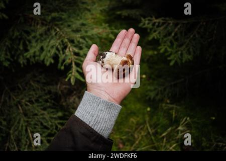 Mano che tiene il muscolo di bolo appena raccolto nella foresta Foto Stock