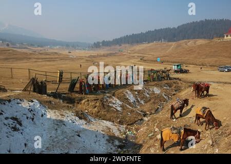 Srinagar Kashmir, India. 20 gennaio 2024. Cavalli e slitte si trovano a Gulmarg, a circa 55 km da Srinagar. Il prolungato periodo di secchezza di quest'inverno nella valle del Kashmir ha inferto un duro colpo alla famosa stazione sciistica di Gulmarg. Le piste da sci, un tempo trafficate, sono ormai senza neve e sono motivo di delusione per i turisti e in particolare per gli appassionati di sci. L'assenza di nevicate stagionali ha comportato la cancellazione delle prenotazioni di massa per i proprietari di hotel, con un grave impatto sulle loro attività. Questa battuta d’arresto imprevista sottolinea la vulnerabilità delle economie dipendenti dall’inverno e l’urgente necessità di strategie Foto Stock