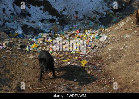 Srinagar Kashmir, India. 20 gennaio 2024. Un cane cammina nei pressi di una discarica a Gulmarg, a circa 55 km da Srinagar. Il prolungato periodo di secchezza di quest'inverno nella valle del Kashmir ha inferto un duro colpo alla famosa stazione sciistica di Gulmarg. Le piste da sci, un tempo trafficate, sono ormai senza neve e sono motivo di delusione per i turisti e in particolare per gli appassionati di sci. L'assenza di nevicate stagionali ha comportato la cancellazione delle prenotazioni di massa per i proprietari di hotel, con un grave impatto sulle loro attività. Questa battuta d’arresto imprevista sottolinea la vulnerabilità delle economie dipendenti dall’inverno e l’urgente necessità di uno strato Foto Stock