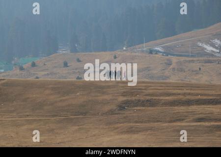 20 gennaio 2024, Srinagar Kashmir, India: I visitatori camminano lungo le piste da sci di Gulmarg, a circa 55 km da Srinagar. Il lungo periodo di tempo invernale secco nel Kashmir ha inferto un duro colpo all'iconica località sciistica di Gulmarg. Le piste da sci, un tempo trafficate, sono oggi aride, causando delusione tra gli appassionati di sci. L'assenza di nevicate sostanziali ha provocato un'ondata di cancellazioni delle prenotazioni per i proprietari di hotel, con un grave impatto sulle loro attività. Questa battuta d’arresto imprevista sottolinea la vulnerabilità delle economie dipendenti dall’inverno e l’urgente necessità di strategie per mitigare il Foto Stock