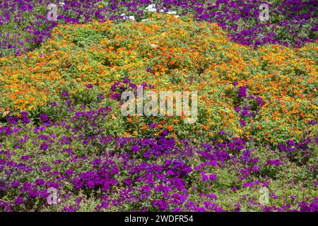 Decorata con colori autunnali di Tagetes arancione e viola Foto Stock