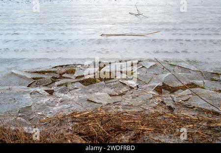 Datchet, Regno Unito. 20 gennaio 2024. A seguito delle inondazioni del Tamigi la scorsa settimana, quando era in atto un'allerta, l'acqua inondata del Tamigi si è congelata nei campi agricoli di Datchet, nel Berkshire. Il prezzo delle verdure dovrebbe aumentare a seguito delle recenti inondazioni e del continuo freddo. Credito: Maureen McLean/Alamy Live News Foto Stock