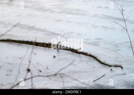 Datchet, Regno Unito. 20 gennaio 2024. A seguito delle inondazioni del Tamigi la scorsa settimana, quando era in atto un'allerta, l'acqua inondata del Tamigi si è congelata nei campi agricoli di Datchet, nel Berkshire. Il prezzo delle verdure dovrebbe aumentare a seguito delle recenti inondazioni e del continuo freddo. Credito: Maureen McLean/Alamy Live News Foto Stock