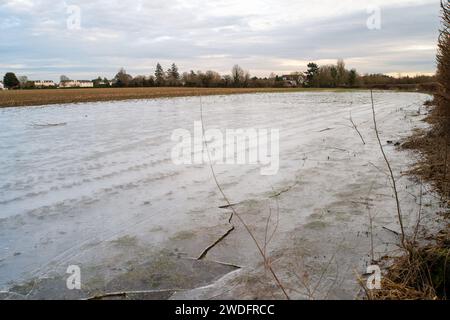 Datchet, Regno Unito. 20 gennaio 2024. A seguito delle inondazioni del Tamigi la scorsa settimana, quando era in atto un'allerta, l'acqua inondata del Tamigi si è congelata nei campi agricoli di Datchet, nel Berkshire. Il prezzo delle verdure dovrebbe aumentare a seguito delle recenti inondazioni e del continuo freddo. Credito: Maureen McLean/Alamy Live News Foto Stock