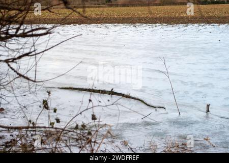 Datchet, Regno Unito. 20 gennaio 2024. A seguito delle inondazioni del Tamigi la scorsa settimana, quando era in atto un'allerta, l'acqua inondata del Tamigi si è congelata nei campi agricoli di Datchet, nel Berkshire. Il prezzo delle verdure dovrebbe aumentare a seguito delle recenti inondazioni e del continuo freddo. Credito: Maureen McLean/Alamy Live News Foto Stock