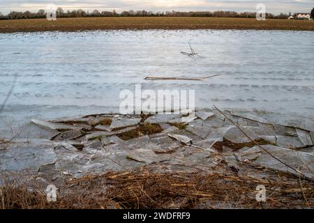 Datchet, Regno Unito. 20 gennaio 2024. A seguito delle inondazioni del Tamigi la scorsa settimana, quando era in atto un'allerta, l'acqua inondata del Tamigi si è congelata nei campi agricoli di Datchet, nel Berkshire. Il prezzo delle verdure dovrebbe aumentare a seguito delle recenti inondazioni e del continuo freddo. Credito: Maureen McLean/Alamy Live News Foto Stock