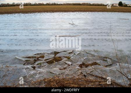 Datchet, Regno Unito. 20 gennaio 2024. A seguito delle inondazioni del Tamigi la scorsa settimana, quando era in atto un'allerta, l'acqua inondata del Tamigi si è congelata nei campi agricoli di Datchet, nel Berkshire. Il prezzo delle verdure dovrebbe aumentare a seguito delle recenti inondazioni e del continuo freddo. Credito: Maureen McLean/Alamy Live News Foto Stock