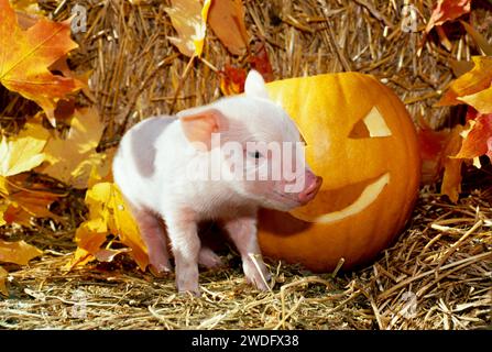 Adorabile maialino accanto alla zucca della lanterna di Jack'o a Hay, Missouri, USA Foto Stock