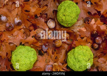 Mele siepi dell'albero d'arancio di Osage (Maclura pomifera) cachi e ghiande su foglie umide, Stati Uniti occidentali Foto Stock