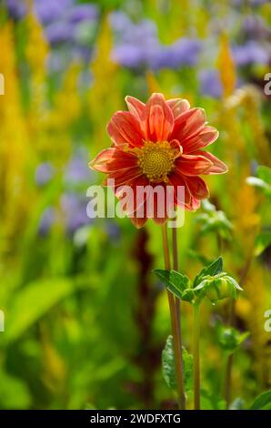 Una Dahlia arancione in fiore in un giardino della comunità, Yarmouth Maine Foto Stock