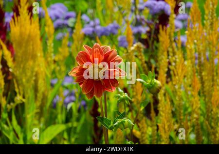 Una Dahlia arancione in fiore in un giardino della comunità, Yarmouth Maine Foto Stock