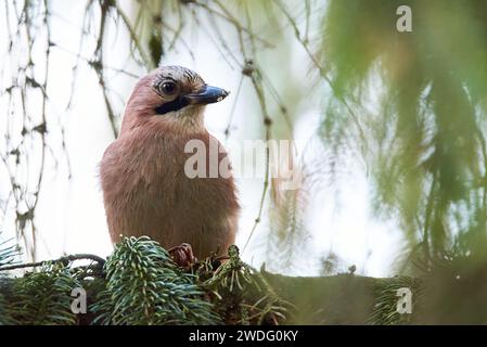 Uccello di ghiandaia eurasiatica seduto su un ramo ( Garrulus glandarius ) Foto Stock