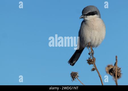 Black Masked Loggerhead Shrike è un cacciatore rapido, un uccello selvatico arroccato che in inverno osserva il suo habitat nel sud-ovest Foto Stock