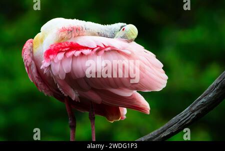 Testa e becco incastonati nelle piume rosa, una spilla di Roseate, una specie minacciata designata dallo Stato della Florida, è pronta per dormire Foto Stock