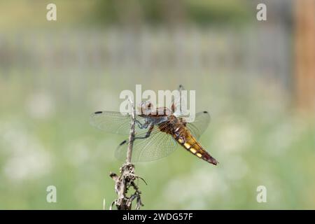 Libellula depressa famiglia Libellulidae genere Libellula Chaser corpo largo carta da parati di insetti natura selvaggia, foto, fotografia Foto Stock