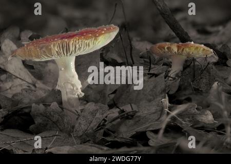 Una foto di funghi Fly Agaric che crescono attraverso foglie autunnali sul pavimento della foresta Foto Stock