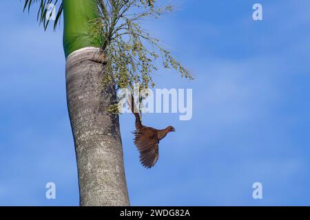 Chachalaca con testa di castagno che vola da una palma reale, ruficeps di Ortalis, bacino amazzonico, Brasile Foto Stock