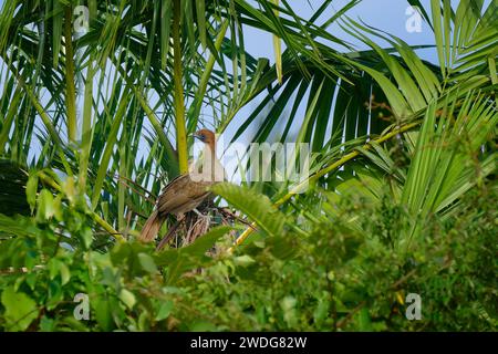 Chachalaca con testa di castagno, ruficeps Ortalis, bacino amazzonico, Brasile Foto Stock