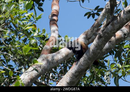 Uakari dalla testa nera, Cacajao melanocephalus, bacino amazzonico, Brasile Foto Stock