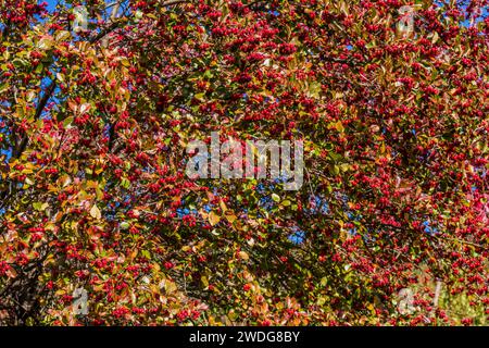 Primo piano dell'albero di bacche coreane con bacche rosse brillanti in un pomeriggio di sole autunno con cielo blu sullo sfondo, Corea del Sud, Corea del Sud Foto Stock