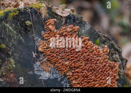 Piccoli funghi marroni che crescono all'estremità di un grande ceppo di alberi abbattuti in un bosco con fondo morbido e sfocato, Corea del Sud, Corea del Sud Foto Stock