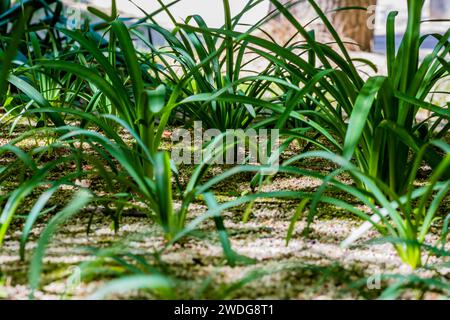 Angolo basso ravvicinato delle lame d'erba con una messa a fuoco selettiva sul gruppo interno al centro del telaio. Erba in primo piano intenzionalmente sfocata, Sud Foto Stock