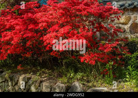 Primo piano dei bellissimi fiori rossi che crescono sulla sporgenza di fronte al muro di pietra, Corea del Sud, Corea del Sud Foto Stock