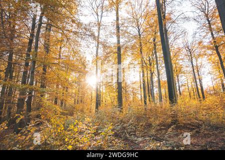 Colorata foresta autunnale nel Brabantse Wouden National Park. Colori nei mesi di ottobre e novembre nella campagna belga. La diversità del respiro Foto Stock