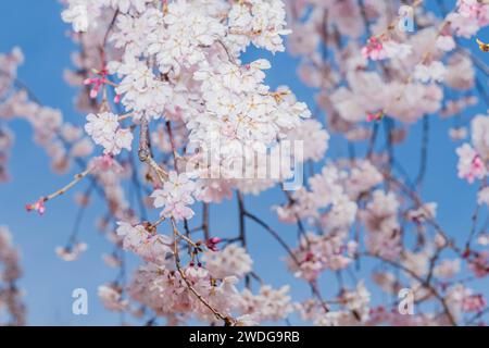 Primo piano dei fiori di allegria sul ramo dell'albero con sfondo morbido e sfocato, Corea del Sud Foto Stock