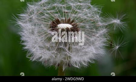 Primo piano del tarassaco, taraxacum officinale, con semi mancanti dalla parte superiore della pianta su sfondo verde sfocato Foto Stock