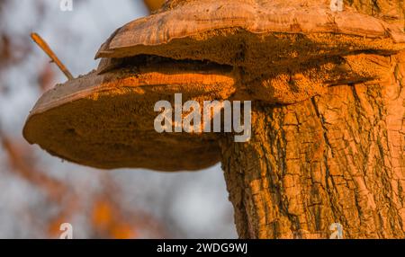 Primo piano di un grande fungo marrone, ganoderma applanatum, che cresce sul lato di un albero bagnato dalla luce del sole della sera Foto Stock