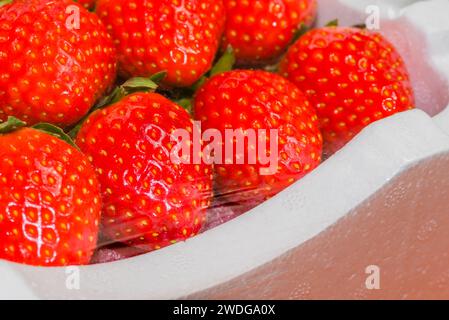 Primo piano delle fragole fresche in un contenitore in polistirolo avvolto in plastica Foto Stock