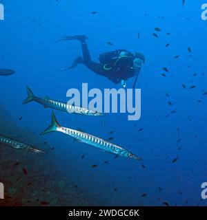 Tuffati guardando un piccolo gruppo di barracuda europei (Sphyraena sphyraena) che nuotano dietro un branco di barracuda, Mar Mediterraneo, Maiorca, Spagna Foto Stock