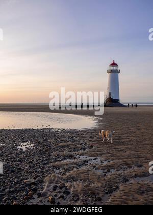 Bulldog passeggiando attraverso Talacre Beach vicino al faro Point of Ayr al tramonto, Talacre, Flintshire, Galles, Regno Unito Foto Stock