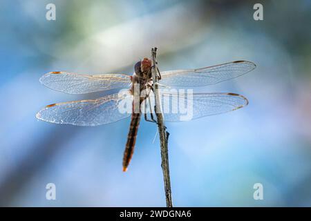 Una libellula vagante (Pantala flavescens) si siede su un ramoscello. Foto Stock