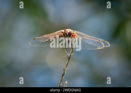 Una libellula vagante (Pantala flavescens) si siede su un ramoscello. Foto Stock